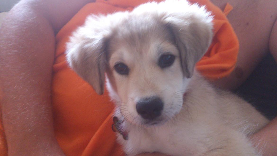 Blanding af racer Sif billede 4