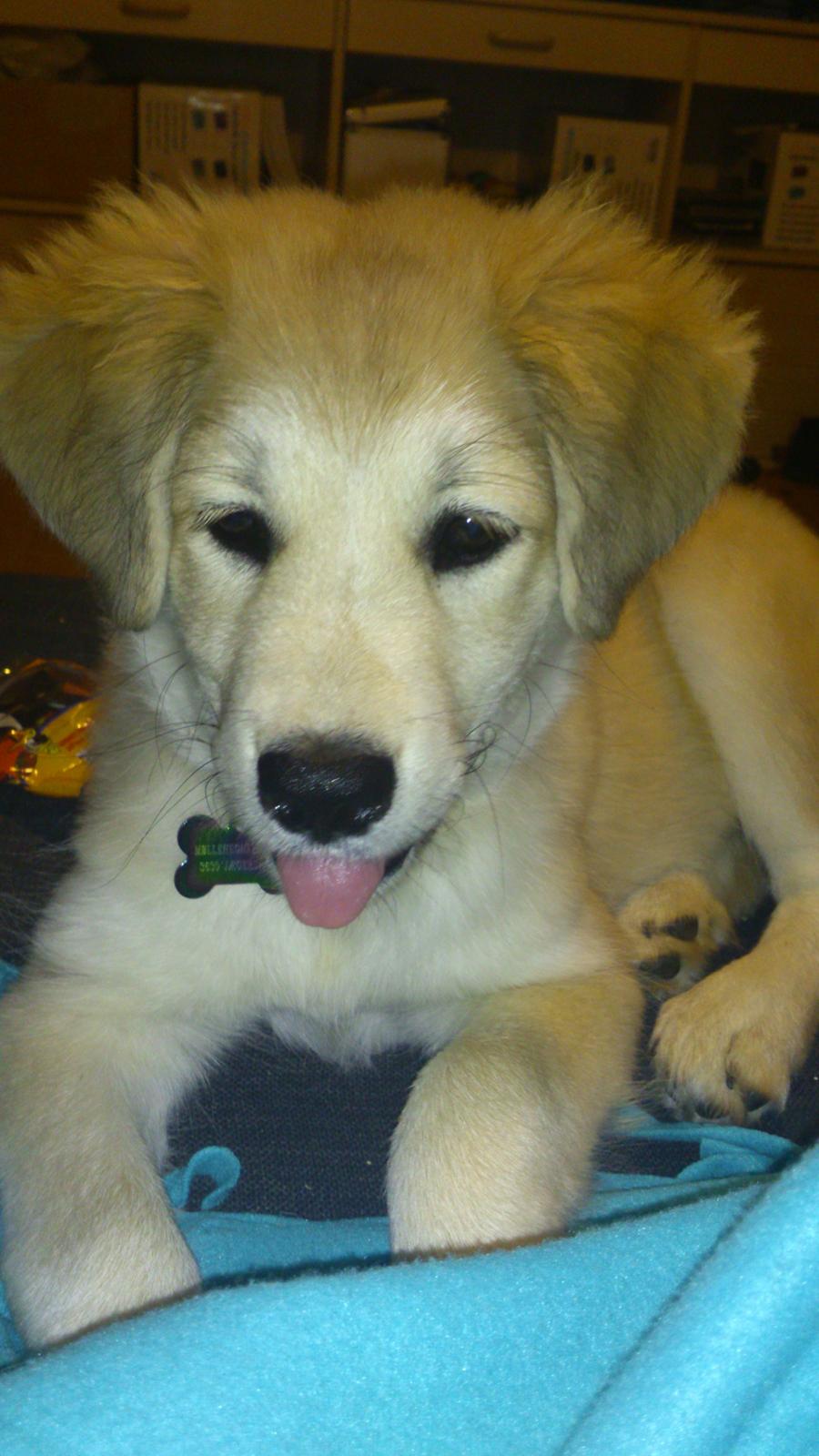 Blanding af racer Sif billede 5