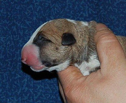 Bullterrier Zula (Steadfast Dangerous Game) billede 10