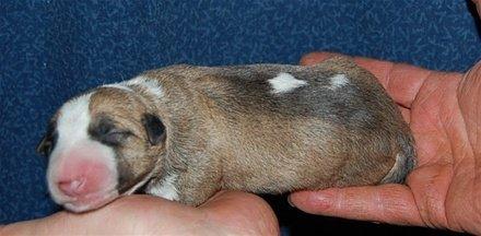 Bullterrier Zula (Steadfast Dangerous Game) billede 9