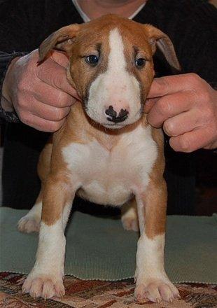 Bullterrier Zula (Steadfast Dangerous Game) billede 8