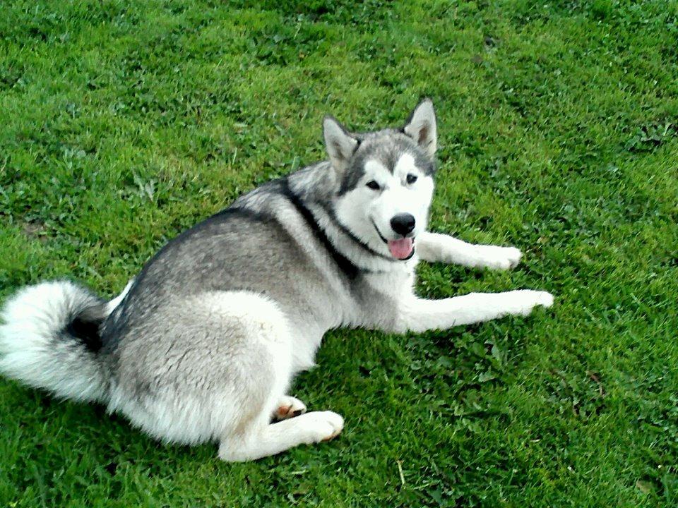 Alaskan malamute Kisja billede 1
