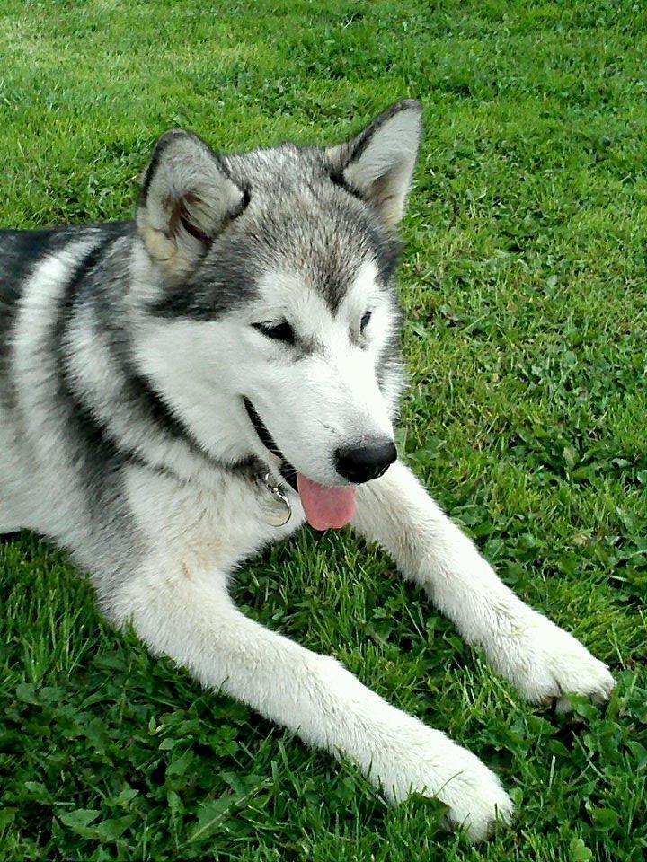 Alaskan malamute Kisja billede 2