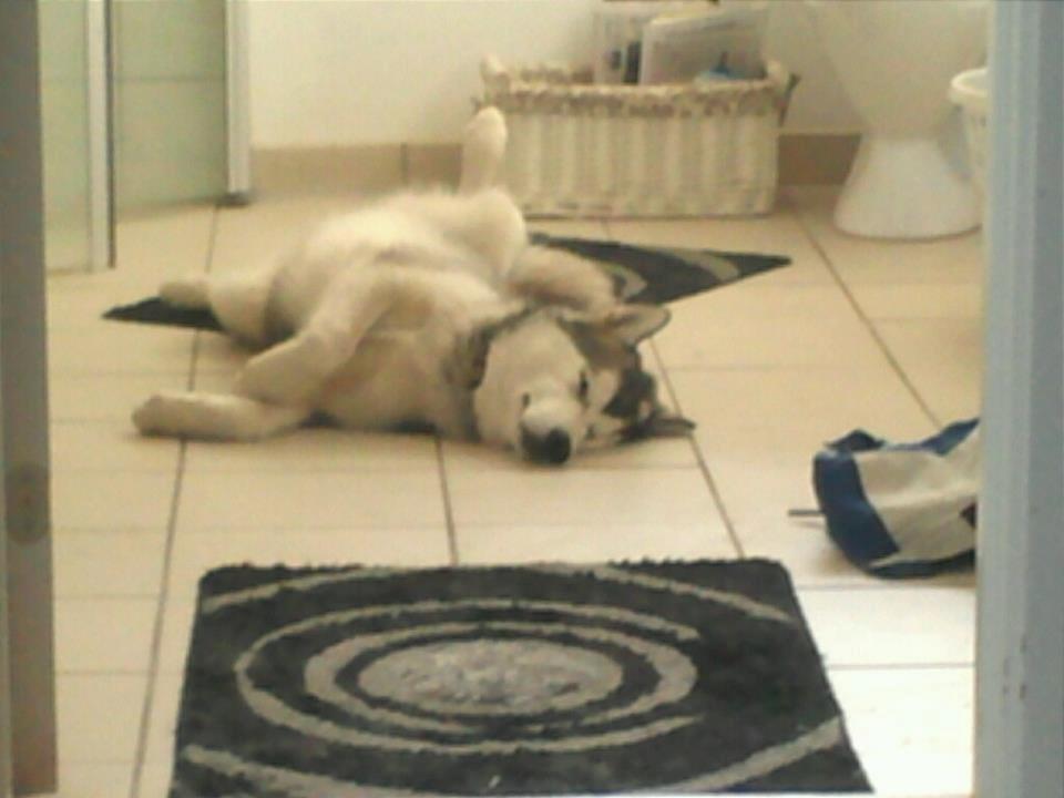 Alaskan malamute Kisja billede 3