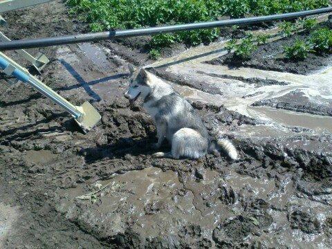 Alaskan malamute Kisja billede 4
