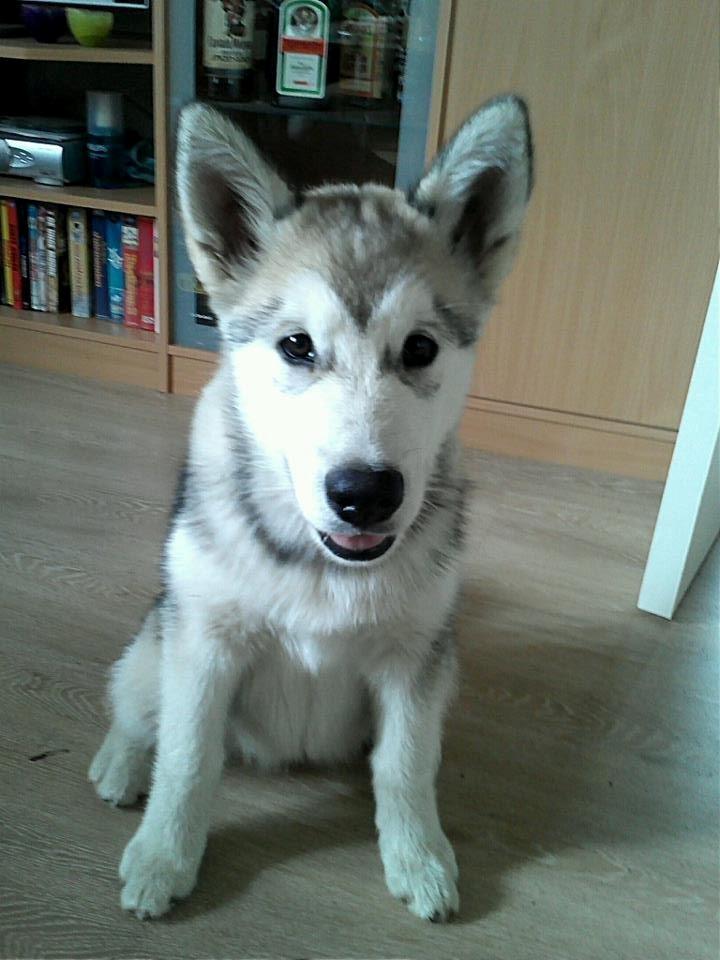 Alaskan malamute Kisja billede 5