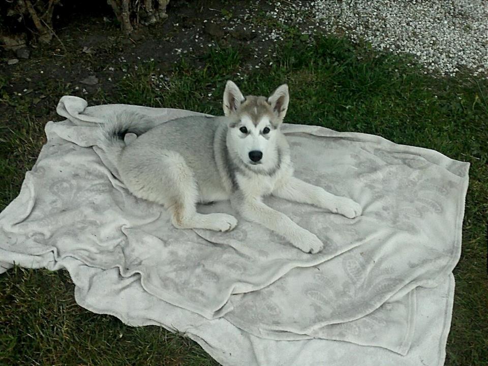 Alaskan malamute Kisja billede 6
