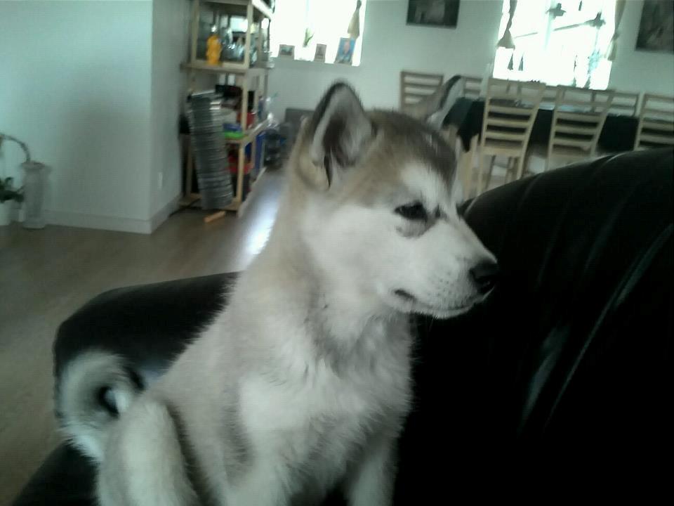 Alaskan malamute Kisja billede 7