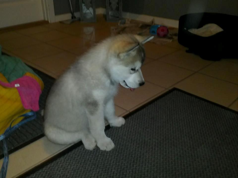 Alaskan malamute Kisja billede 8