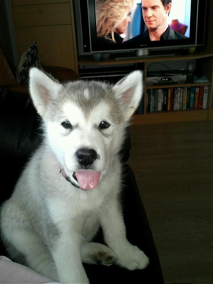 Alaskan malamute Kisja billede 9