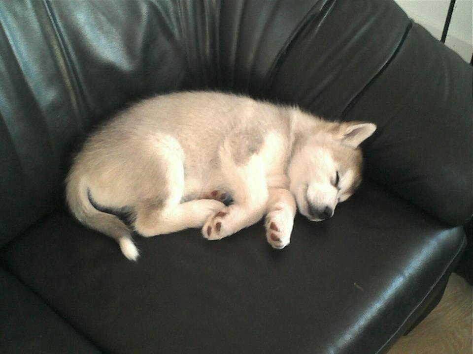 Alaskan malamute Kisja billede 10