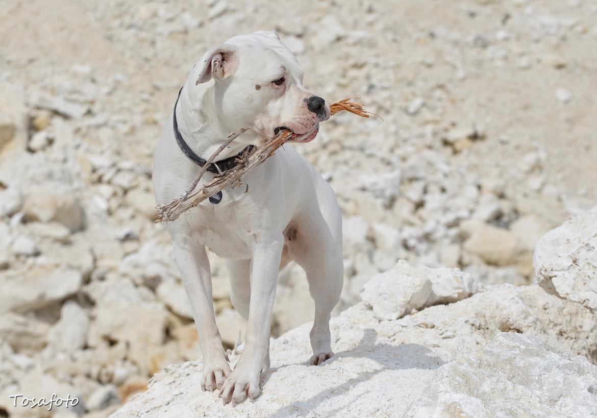 Amerikansk bulldog Kettners Esmeralda"Gaia" 11.03.2007-23.07.2019 billede 19