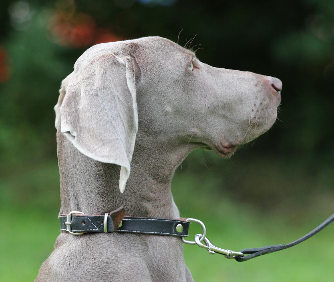 Weimaraner Aura billede 20