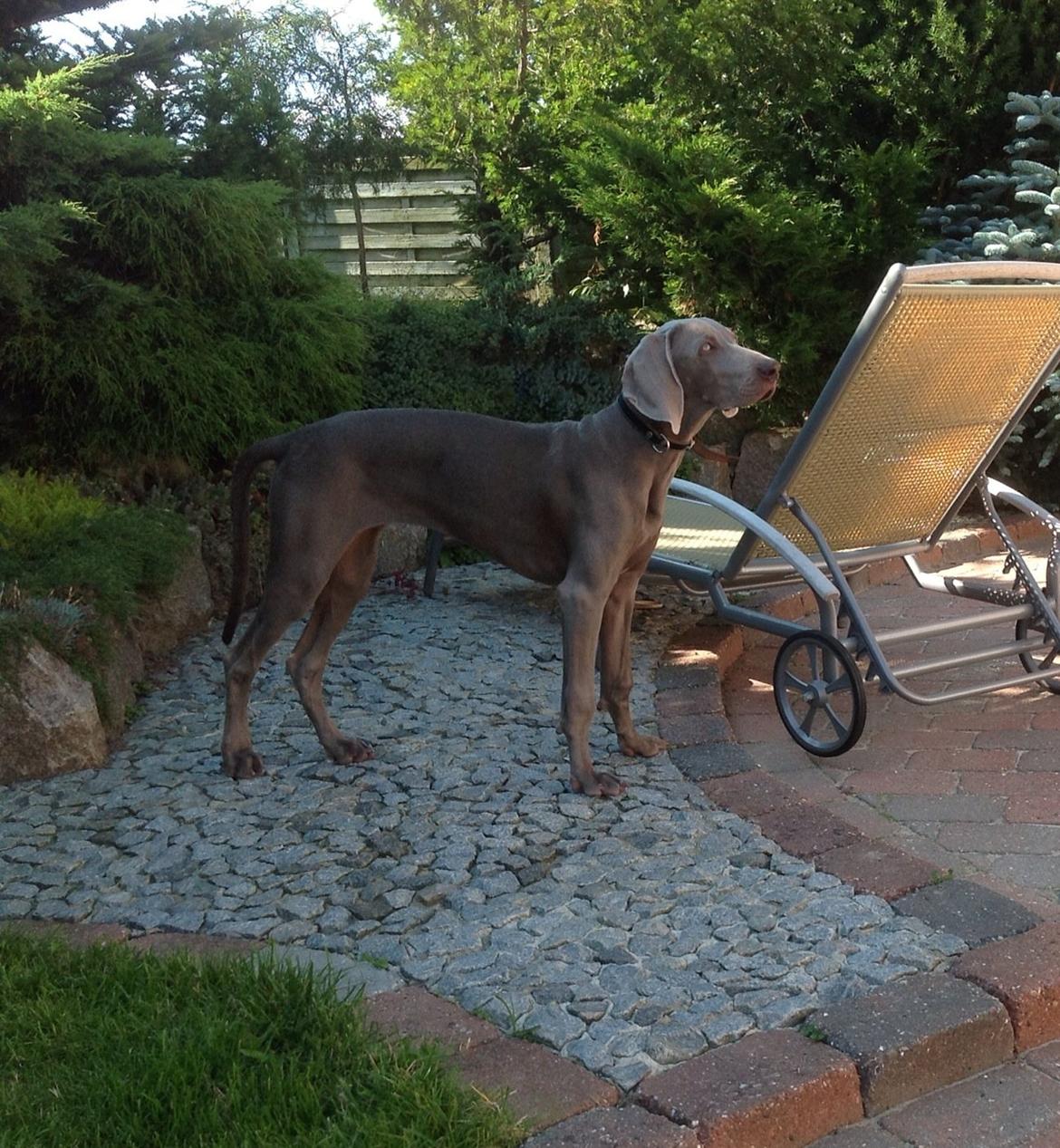 Weimaraner Aura billede 13