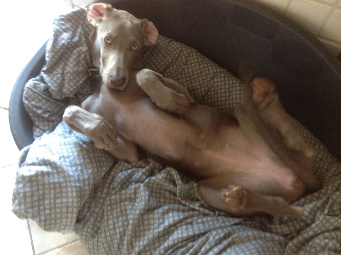 Weimaraner Aura billede 15