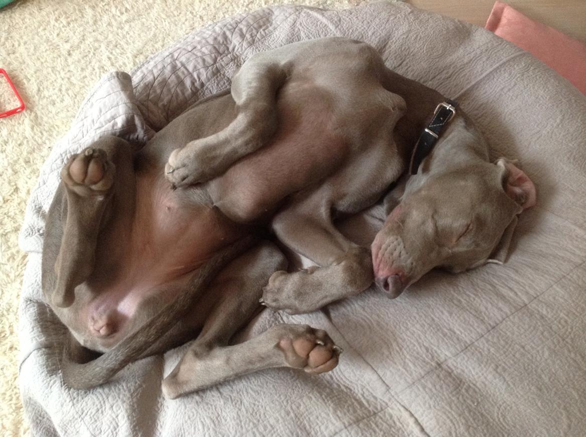 Weimaraner Aura billede 16