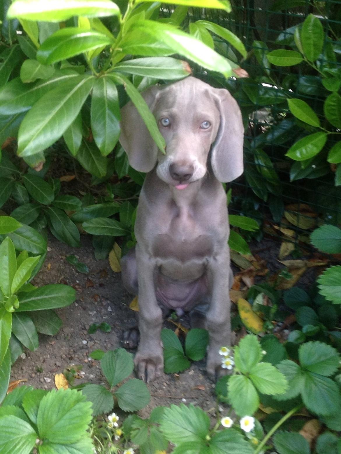 Weimaraner Aura billede 4