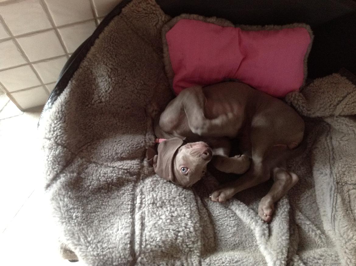 Weimaraner Aura billede 1
