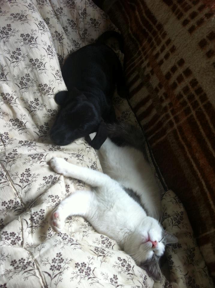 Blanding af racer Pixie - Pixie og Drilling (: billede 13