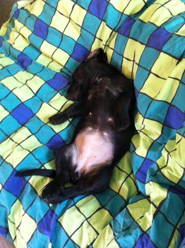 Blanding af racer Pixie - Pixie sover :D  billede 12