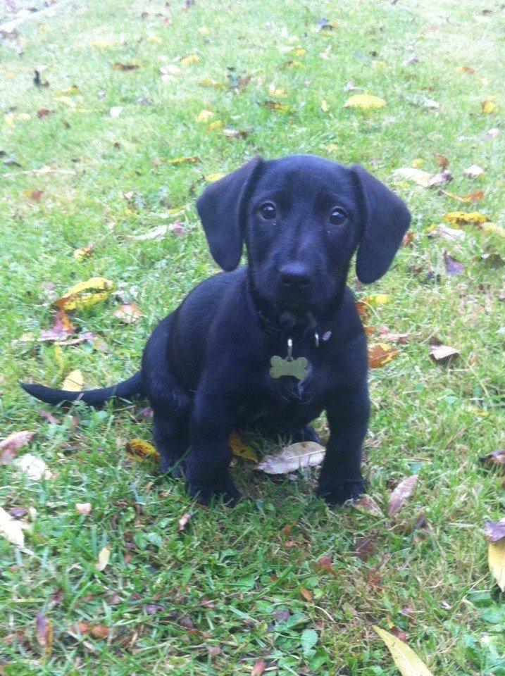 Blanding af racer Pixie - Pixie <3 billede 10