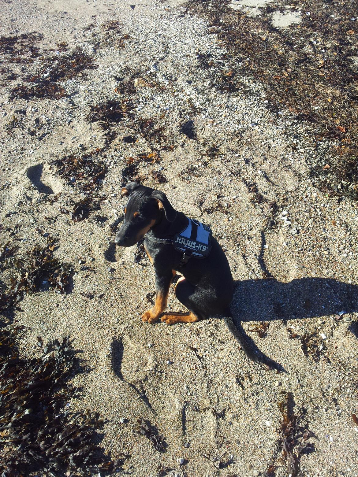 Blanding af racer Bastian billede 1