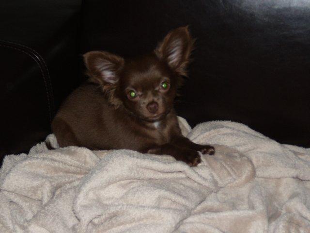 Chihuahua Isabella billede 4