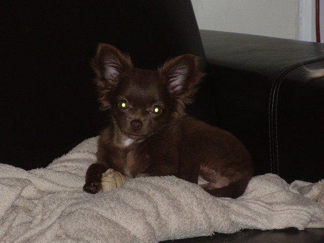 Chihuahua Isabella billede 1