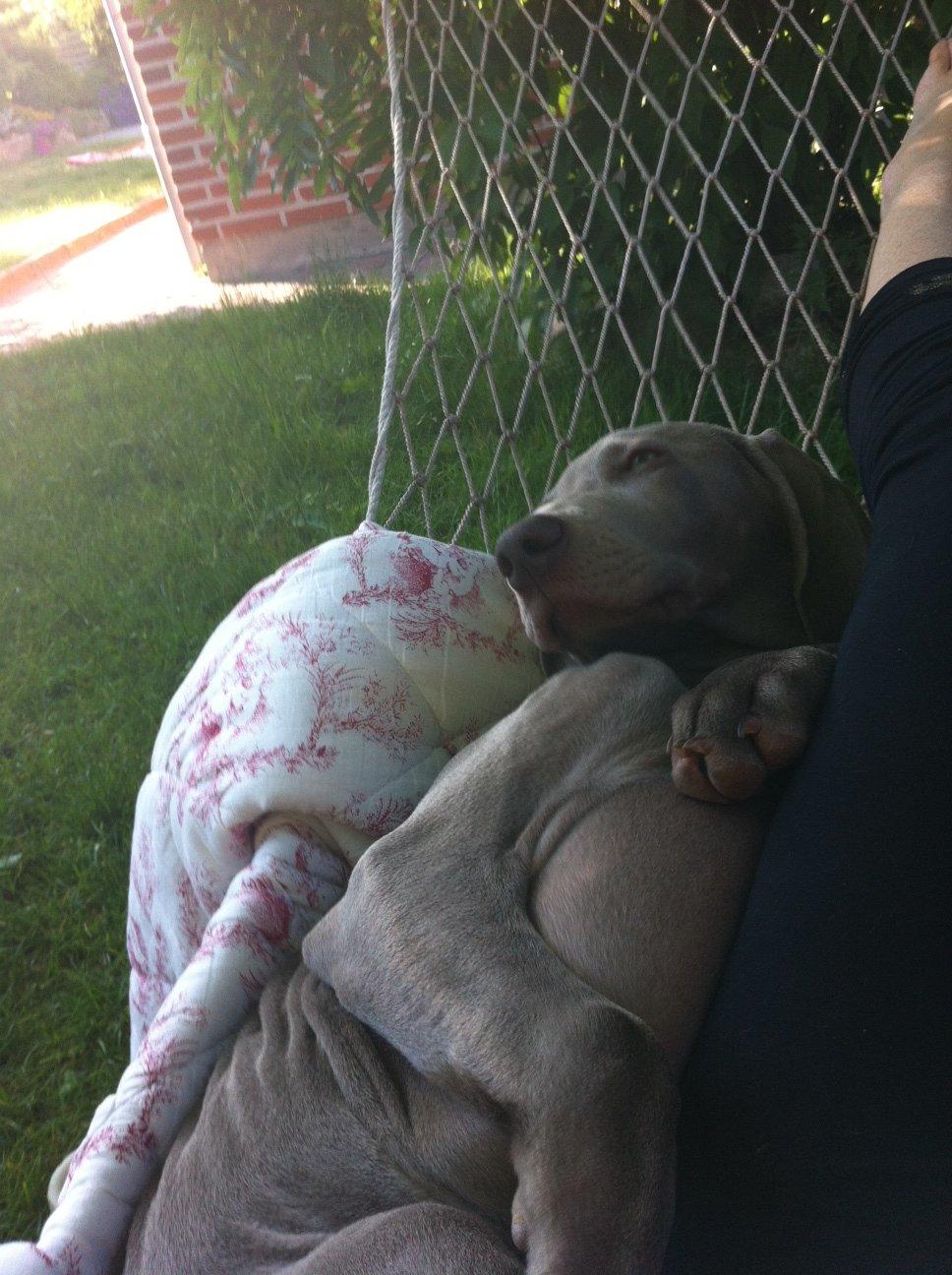 Weimaraner Aura billede 11