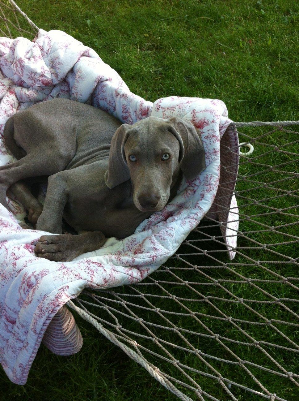 Weimaraner Aura billede 12