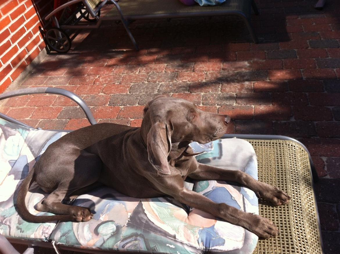 Weimaraner Aura billede 14