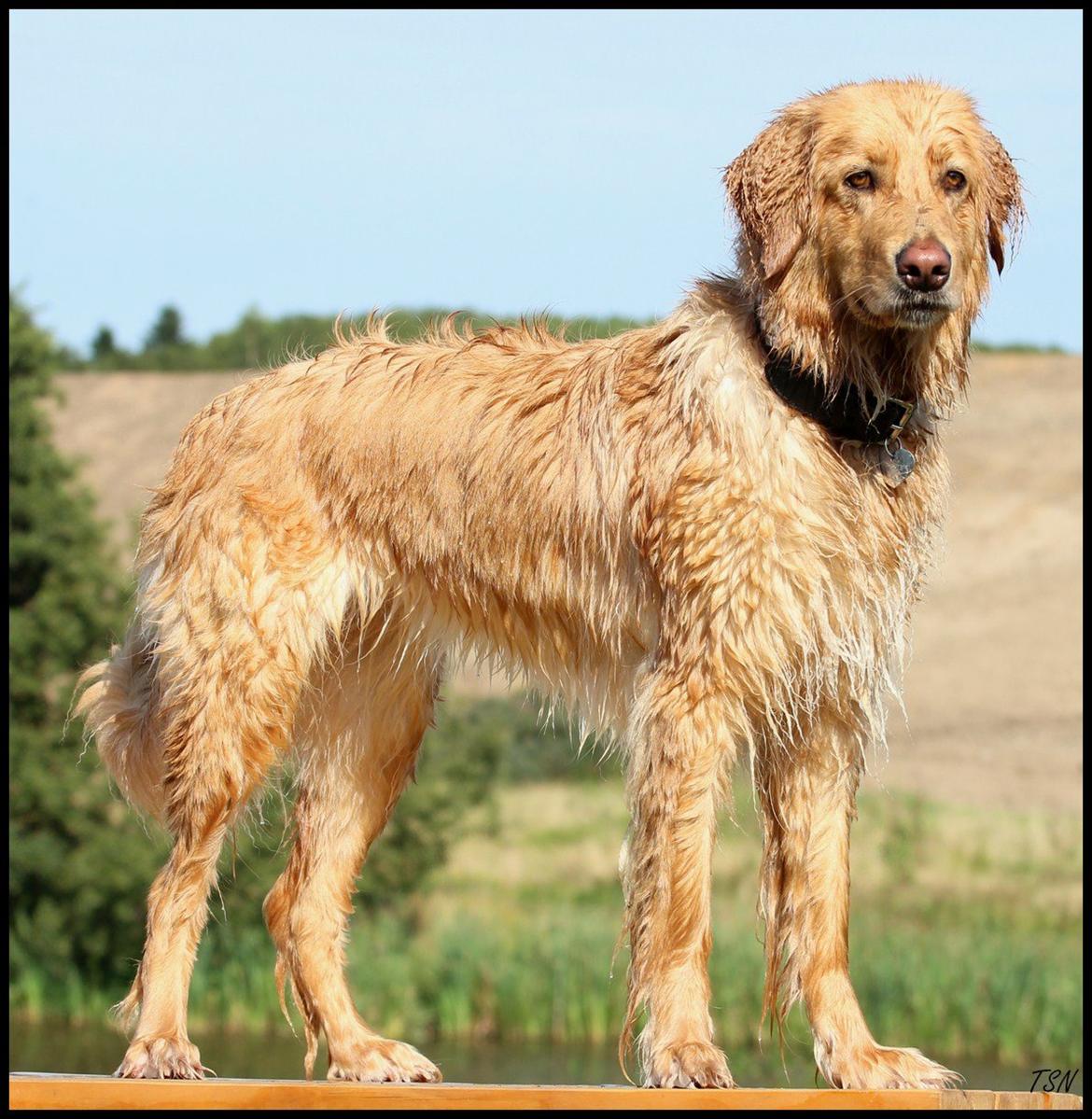 Hovawart Nøruphus' Kashmir billede 8