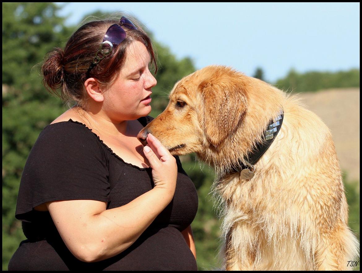 Hovawart Nøruphus' Kashmir billede 9