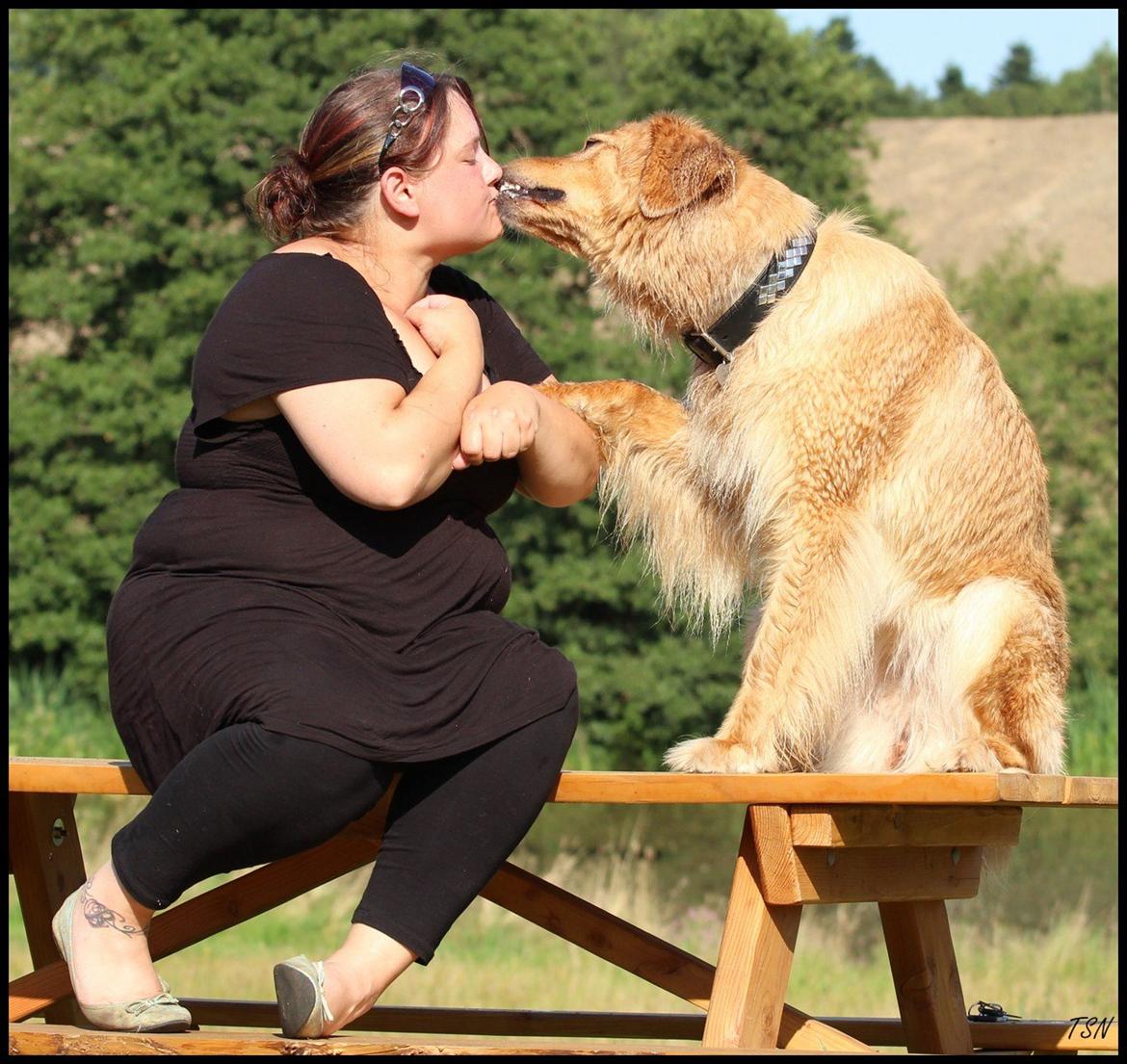 Hovawart Nøruphus' Kashmir billede 10