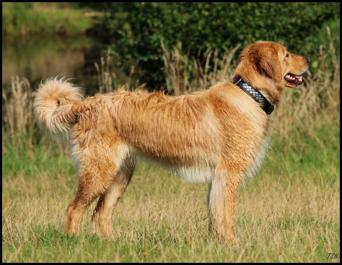 Hovawart Nøruphus' Kashmir billede 11