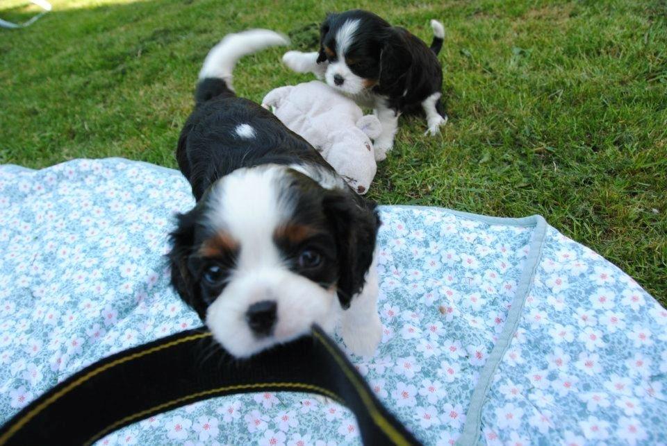 Cavalier king charles spaniel Aya - Billede venligst udlånt af opdrætter billede 19