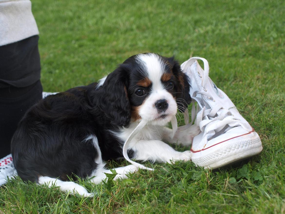 Cavalier king charles spaniel Aya - Mini Aya spiser min søsters sko :D (god hund hihi) billede 21