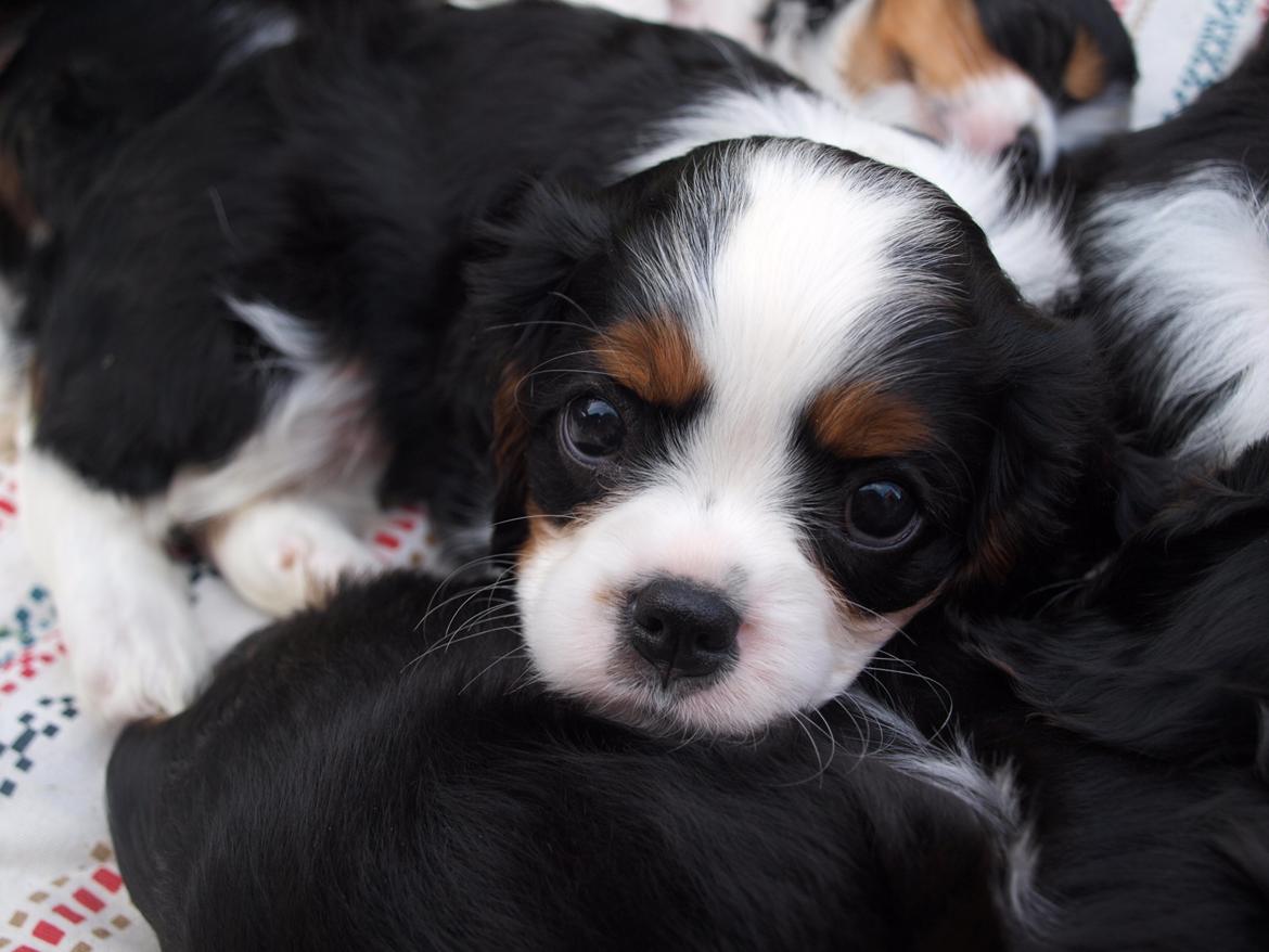 Cavalier king charles spaniel Aya - Aya 7 uger <3 billede 20