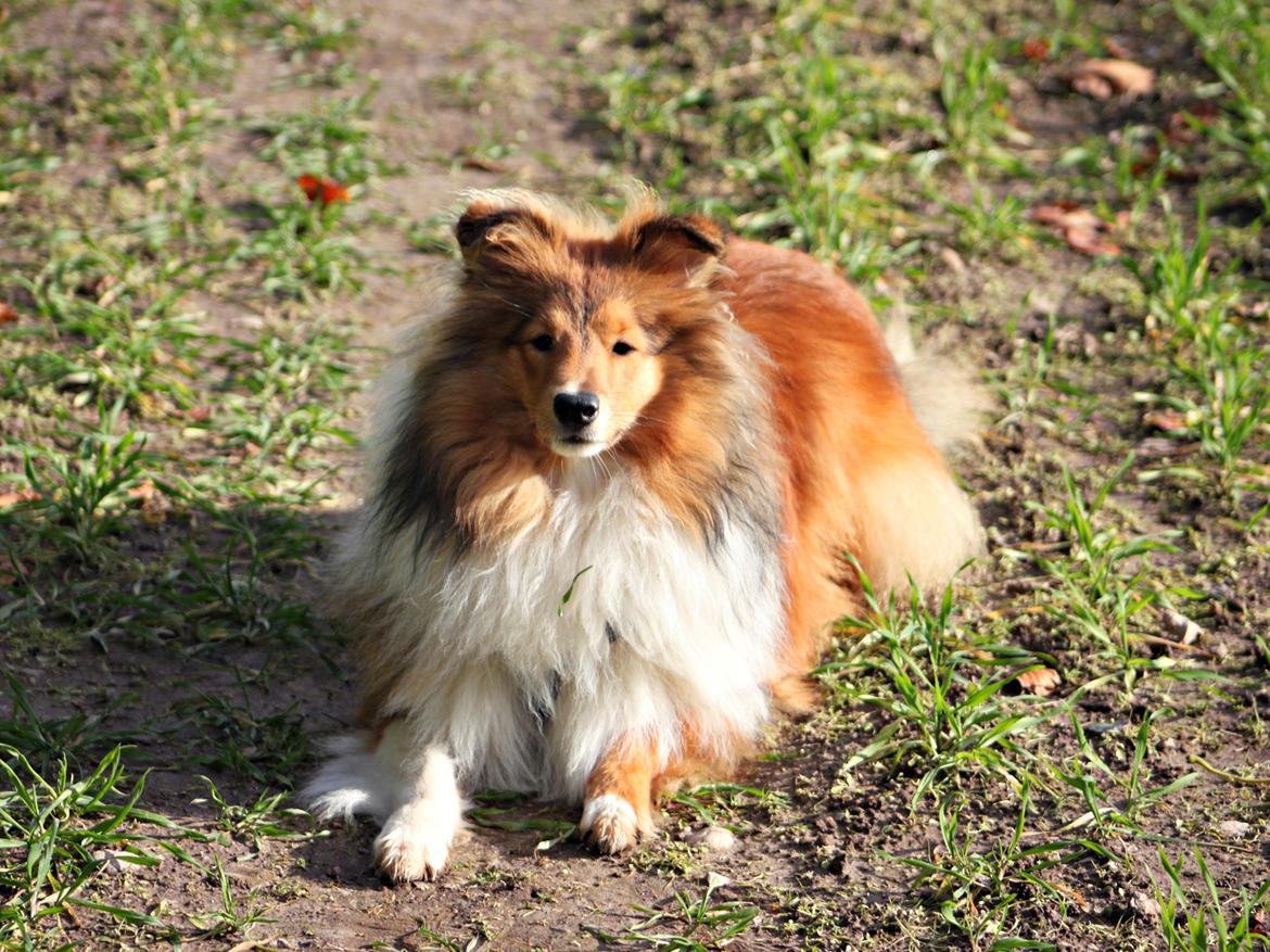 Shetland sheepdog Kenzo billede 6