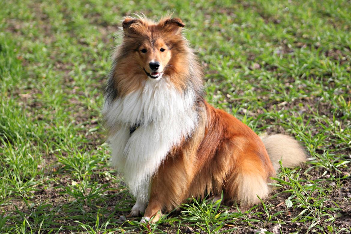 Shetland sheepdog Kenzo billede 7