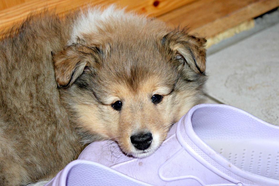 Shetland sheepdog Kenzo billede 17