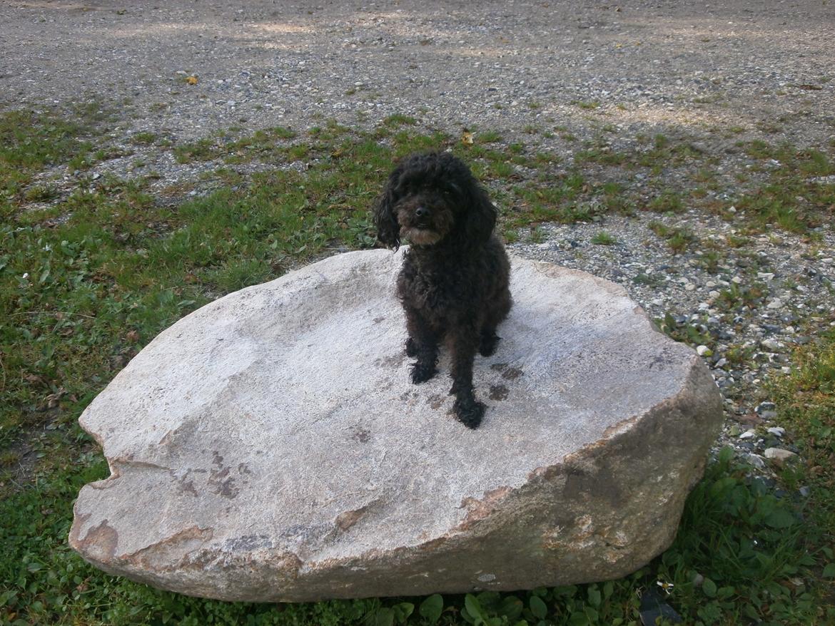 Blanding af racer Sambo - Ved Søparken. billede 4