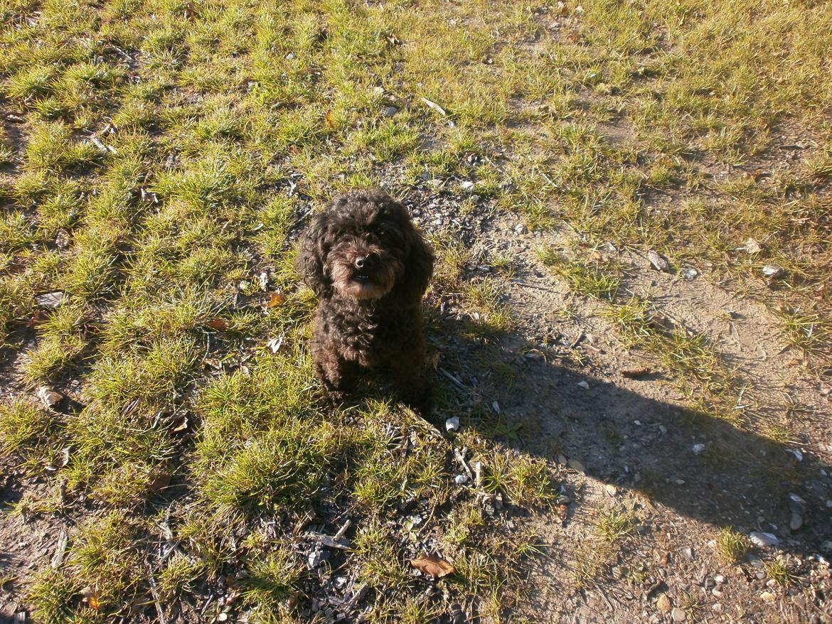 Blanding af racer Sambo - Velkommen til Sambos profil :-)  billede 1