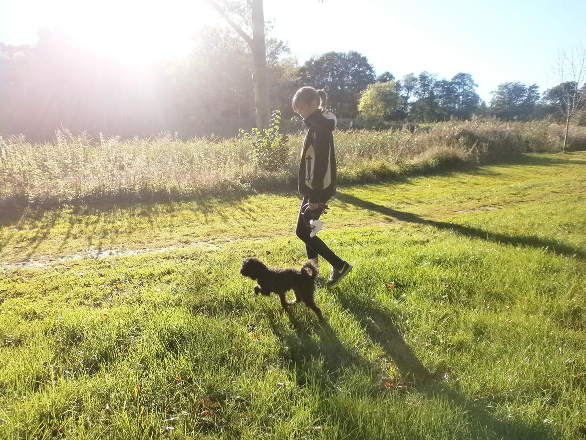 Blanding af racer Sambo - Her er vi lige nede og gå tur ved Søparken :-) billede 5