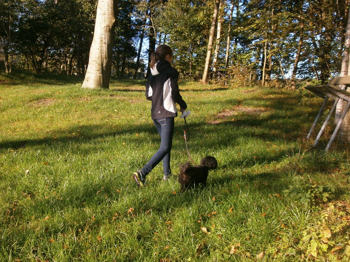 Blanding af racer Sambo billede 6