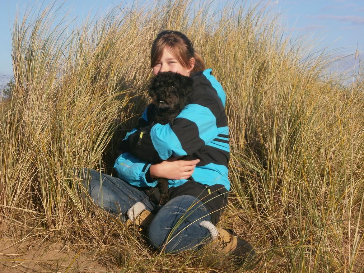 Blanding af racer Sambo - I Skagen 2012, vi havde lige brugt 3 timer på at klippe ham. billede 7