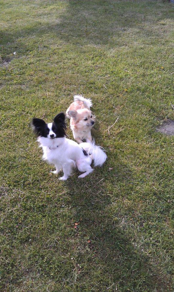 Chihuahua Chili billede 11
