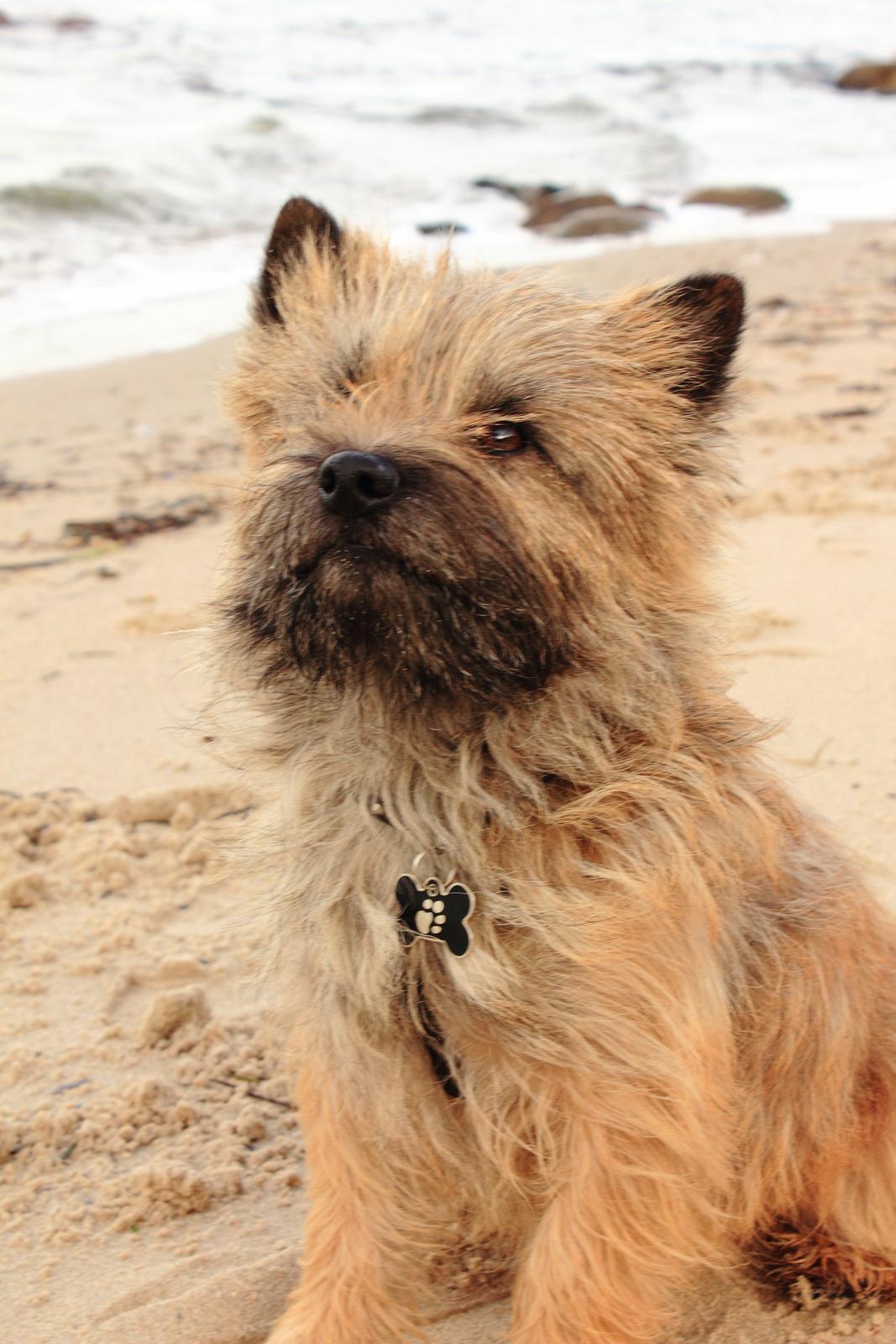 Cairn terrier Jensen aka Gulvmoppen - "Jeg ved godt jeg er lækker når min pels lige flagre i vinden" billede 2