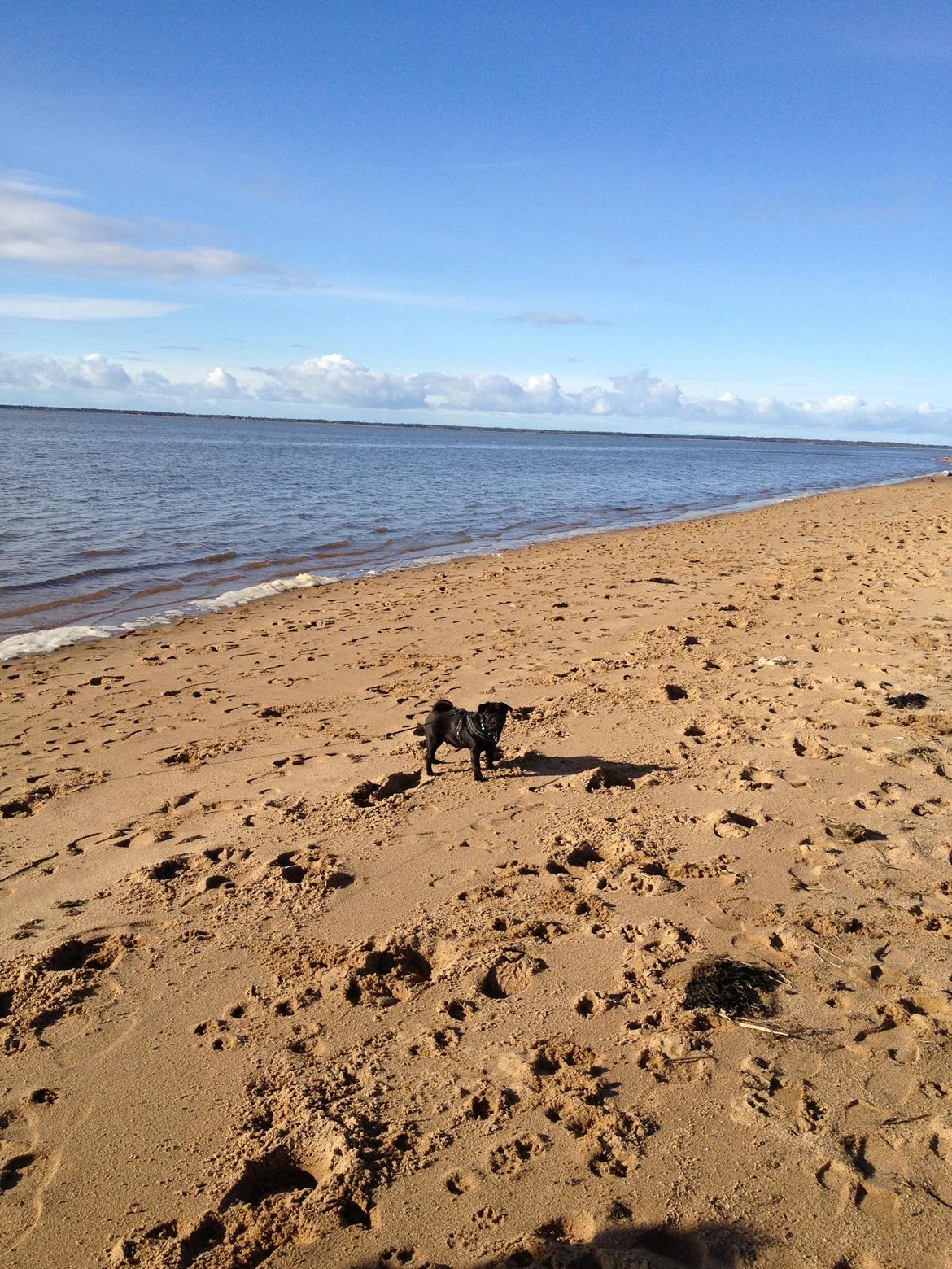 Mops Charlie billede 17