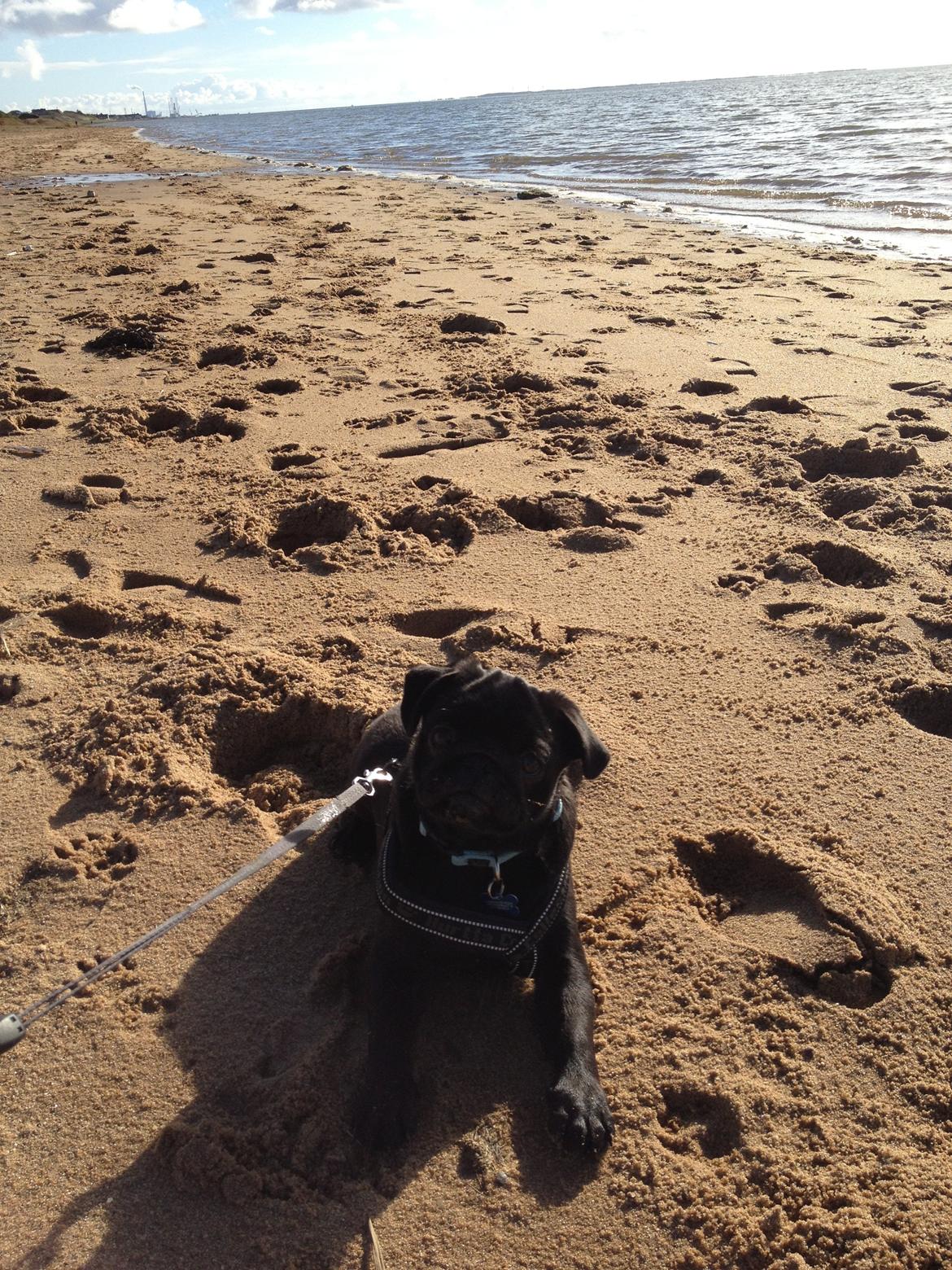 Mops Charlie billede 19